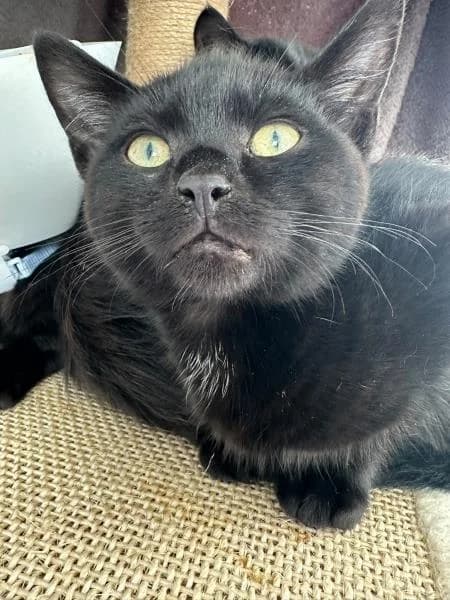 Shadow, female puppy Mixed Breed Cat for adoption at National Animal Welfare Trust, Watford