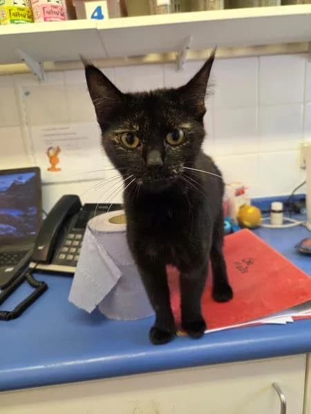Mel, female young Mixed Breed Cat for adoption at National Animal Welfare Trust, Watford