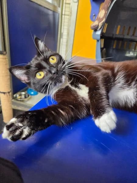 Sue, female young Mixed Breed Cat for adoption at National Animal Welfare Trust, Watford