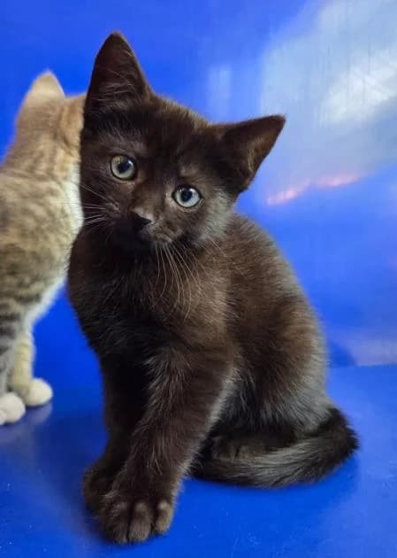 Sooty, female puppy Mixed Breed Cat for adoption at National Animal Welfare Trust, Watford