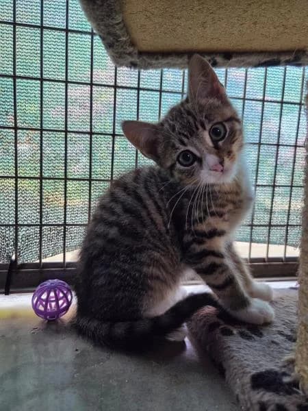 Tabby, male puppy Mixed Breed Cat for adoption at National Animal Welfare Trust, Watford