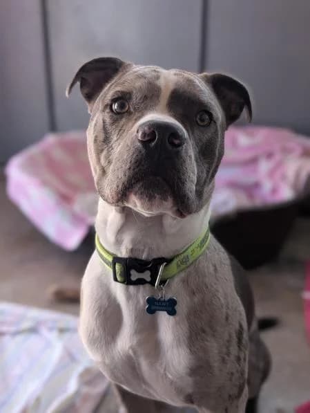 Finley, male young English Bulldog for adoption at National Animal Welfare Trust, Watford
