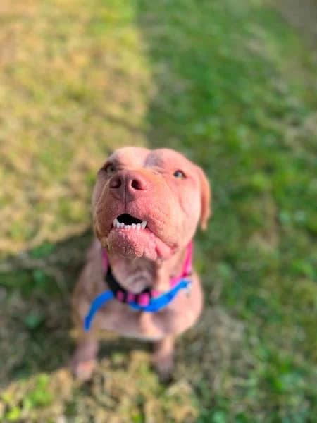 Meatball, Mixed Breed (National Animal Welfare Trust)