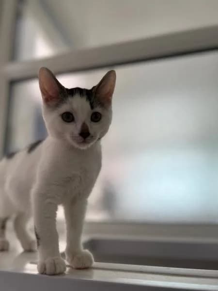 Crumpet (& Croissant),  puppy Mixed Breed for adoption at National Animal Welfare Trust, Watford
