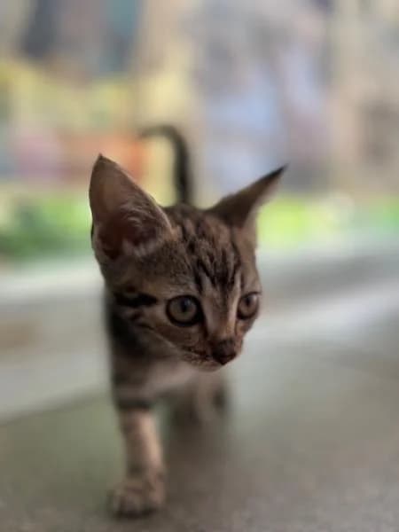 Scotch, Mixed Breed Cat (National Animal Welfare Trust)