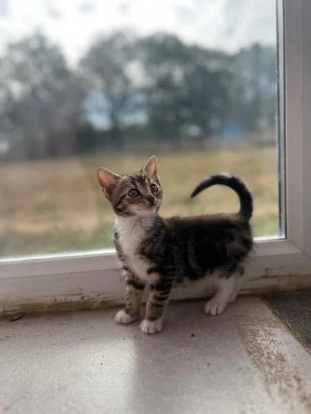 Brandy (& Baileys), puppy Mixed Breed Cat for adoption at National Animal Welfare Trust, Watford