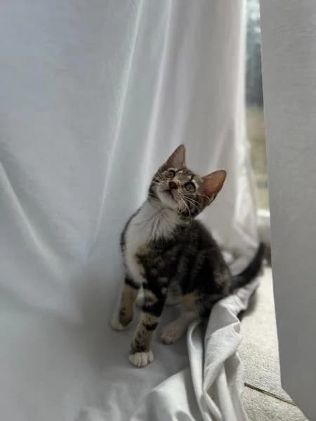 Baileys (& Brandy), puppy Mixed Breed Cat for adoption at National Animal Welfare Trust, Watford