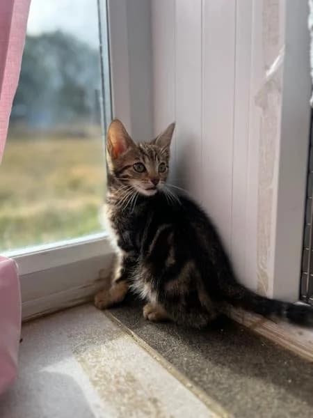 Whisky (& Hooch), Mixed Breed Cat (National Animal Welfare Trust)