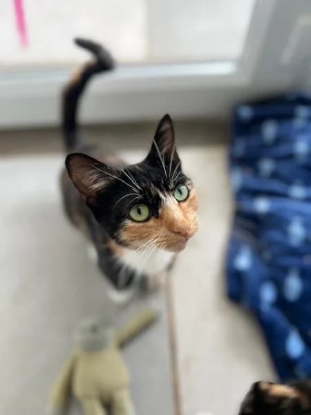 Mamba, female young Mixed Breed for adoption at National Animal Welfare Trust, Watford