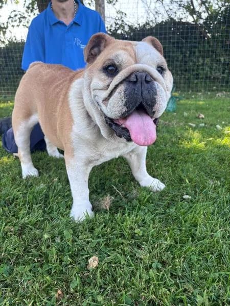 Pam, female English Bulldog for adoption at National Animal Welfare Trust, Watford