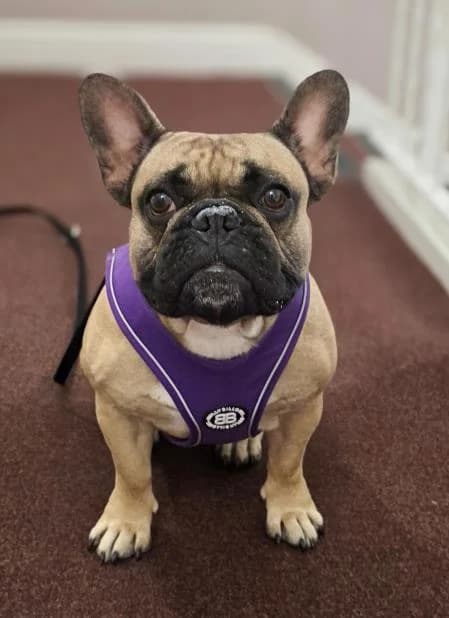 Nellie, female 3yo English Bulldog for adoption at National Animal Welfare Trust, Watford