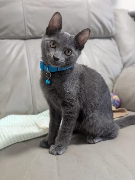 Nyla, female puppy Russian Blue for adoption at National Animal Welfare Trust, Watford