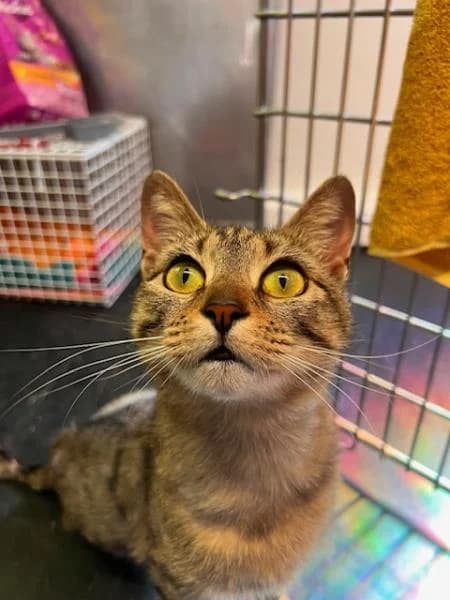 Little Bean, Mixed Breed Cat (National Animal Welfare Trust)