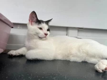 Danny (and Spitfire), male Mixed Breed Cat for adoption at National Animal Welfare Trust, Watford