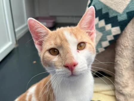 Spitfire (and Danny), male Mixed Breed Cat for adoption at National Animal Welfare Trust, Watford