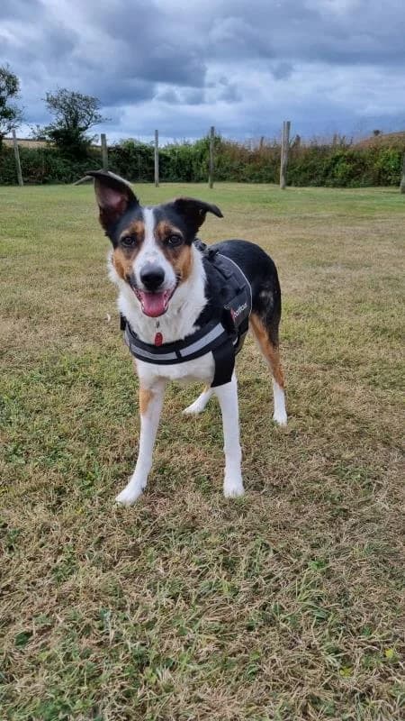 Millie, female 3yo Border Collie for adoption at National Animal Welfare Trust, Watford