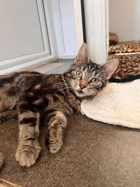 Mocha,  3yo Mixed Breed for adoption at National Animal Welfare Trust, Watford