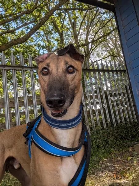 Vinnie, male 5yo Greyhound for adoption at National Animal Welfare Trust, Watford