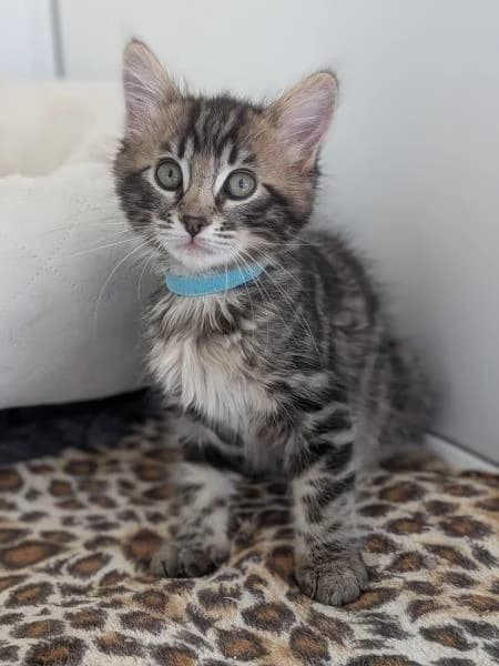 Anne, female puppy Mixed Breed Cat for adoption at National Animal Welfare Trust, Watford