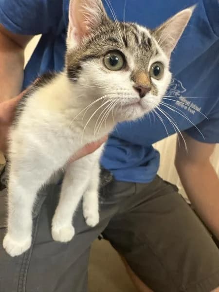 Perdie, female puppy Mixed Breed Cat for adoption at National Animal Welfare Trust, Watford