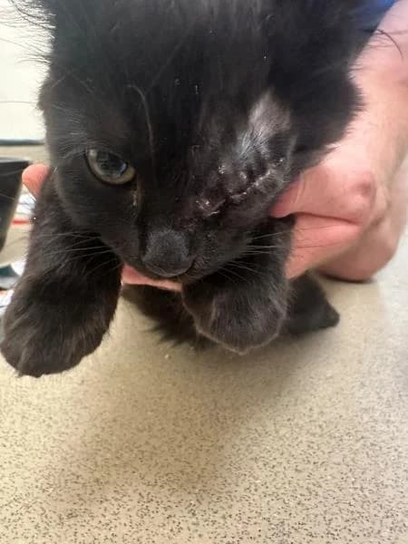 Cassandra, female puppy Mixed Breed Cat for adoption at National Animal Welfare Trust, Watford
