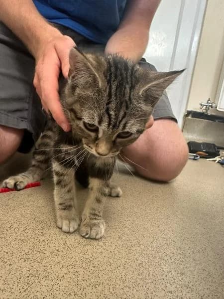 Chica, female puppy Mixed Breed Cat for adoption at National Animal Welfare Trust, Watford