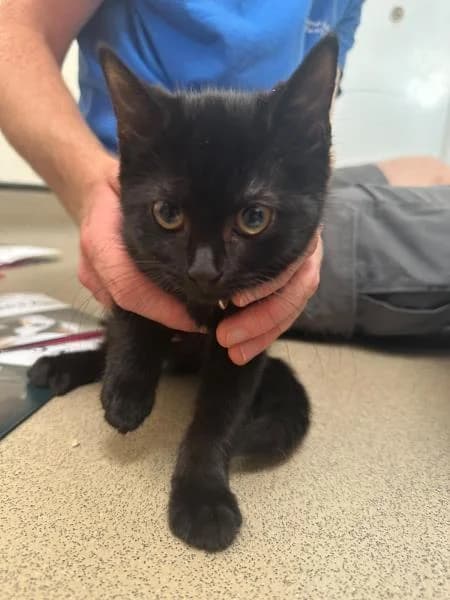 Cindy, female puppy Mixed Breed Cat for adoption at National Animal Welfare Trust, Watford