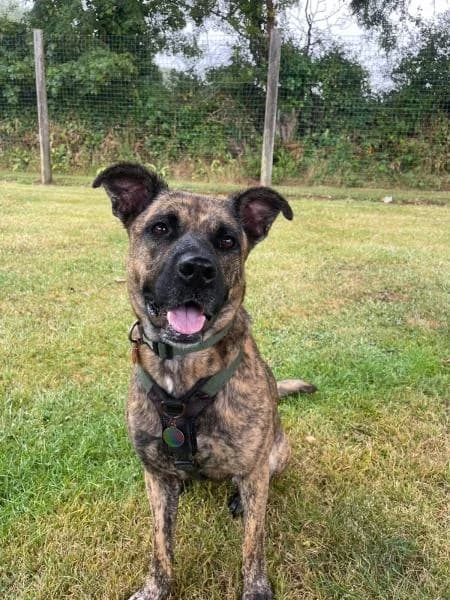 Maya, female 3yo Mixed Breed for adoption at National Animal Welfare Trust, Watford