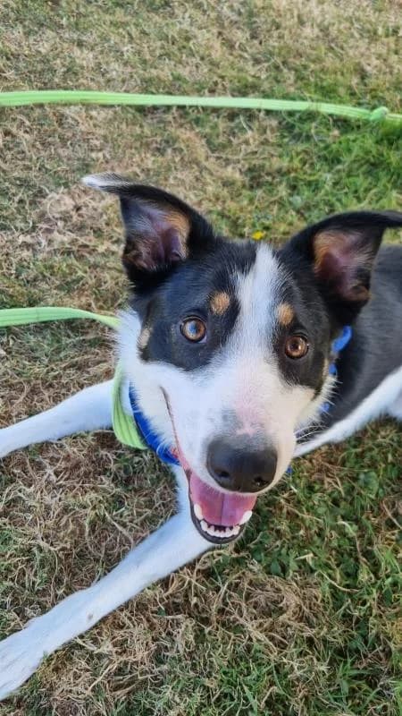 Basil, male young Border Collie for adoption at National Animal Welfare Trust, Watford
