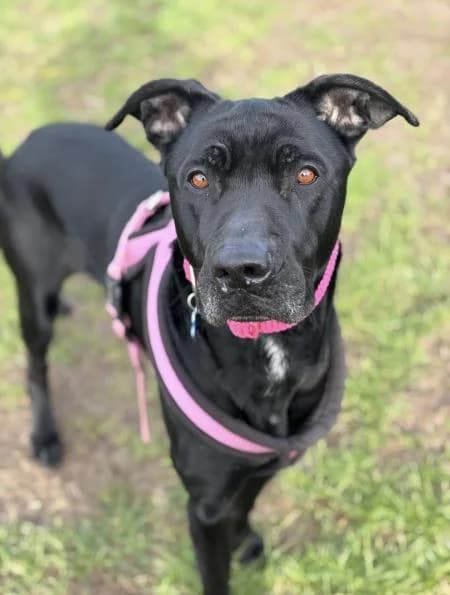 Polly, female 5yo Mastiff for adoption at National Animal Welfare Trust, Watford