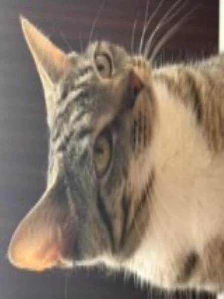 Dusty, female young Mixed Breed Cat for adoption at National Animal Welfare Trust, Watford