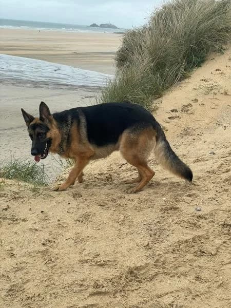 Atlas, male 3yo German Shepherd for adoption at National Animal Welfare Trust, Watford