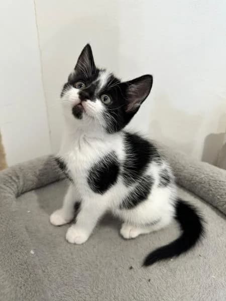 Dice (& Jack), female puppy Mixed Breed Cat for adoption at National Animal Welfare Trust, Watford