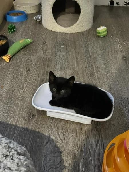 Jack (& Dice),  puppy Mixed Breed Cat for adoption at National Animal Welfare Trust, Watford