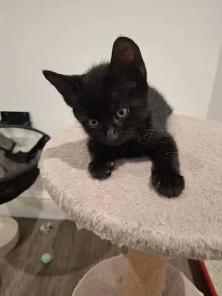 Token (& Chip), male puppy Mixed Breed Cat for adoption at National Animal Welfare Trust, Watford