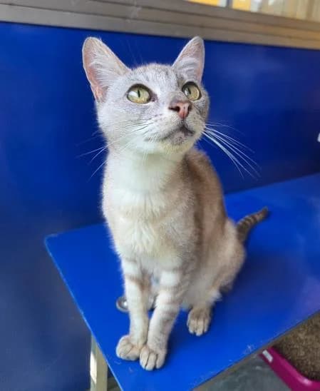 Lily, female senior Mixed Breed Cat for adoption at National Animal Welfare Trust, Watford