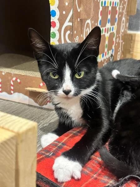 Uno, female young Mixed Breed Cat for adoption at National Animal Welfare Trust, Watford