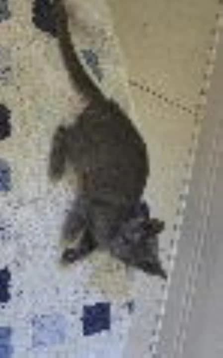 Smokey (& Ash), female puppy Russian Blue for adoption at National Animal Welfare Trust, Watford