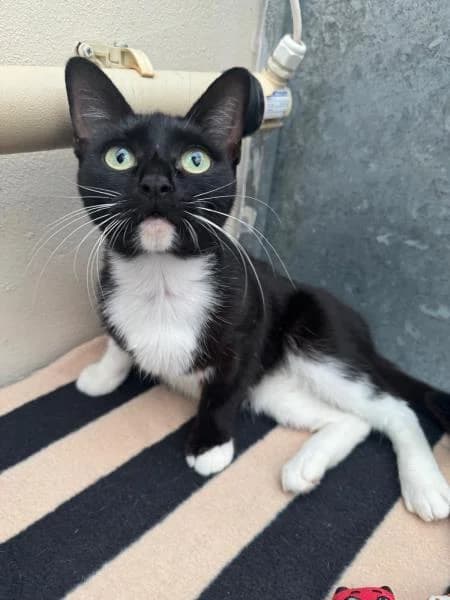 Junie,  young Mixed Breed Cat for adoption at National Animal Welfare Trust, Watford