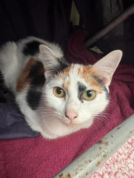 Rebel,  young Mixed Breed Cat for adoption at National Animal Welfare Trust, Watford