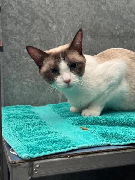 Leia, female young Siamese for adoption at National Animal Welfare Trust, Watford