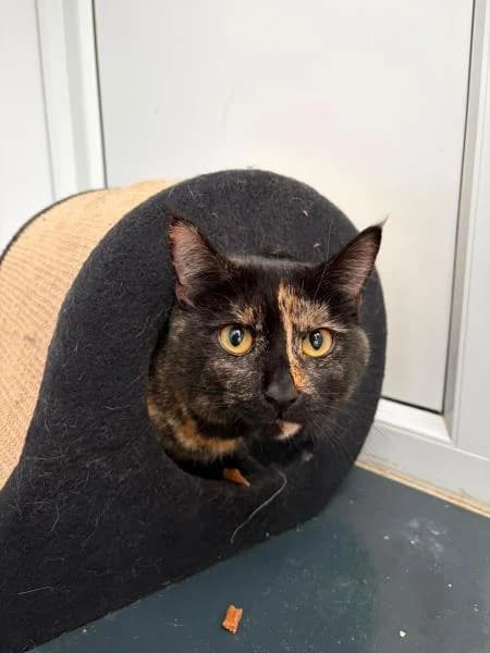 Winnie (& Summer), female young Mixed Breed Cat for adoption at National Animal Welfare Trust, Watford
