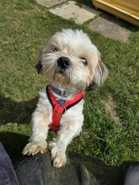 Ersin, male 3yo mixed breed for adoption at National Animal Welfare Trust, Watford