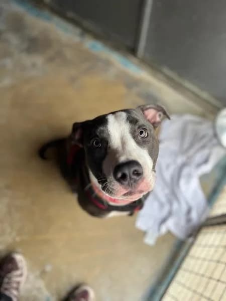 Sky,  puppy Staffordshire Bull Terrier for adoption at National Animal Welfare Trust, Watford