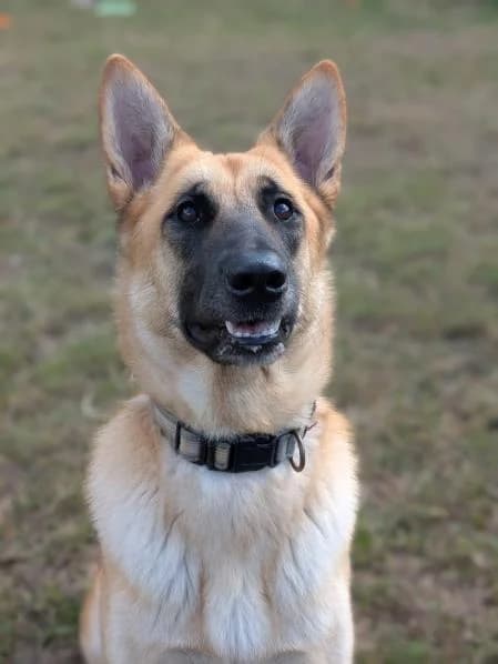 Violet, female young Mixed Breed for adoption at National Animal Welfare Trust, Watford