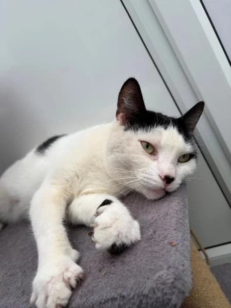 Summer (& Winnie), female young Mixed Breed Cat for adoption at National Animal Welfare Trust, Watford