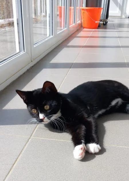 Kyle, male puppy Mixed Breed Cat for adoption at National Animal Welfare Trust, Watford