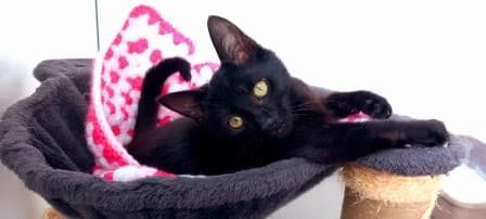 Kylo Ren, male puppy Mixed Breed Cat for adoption at National Animal Welfare Trust, Watford