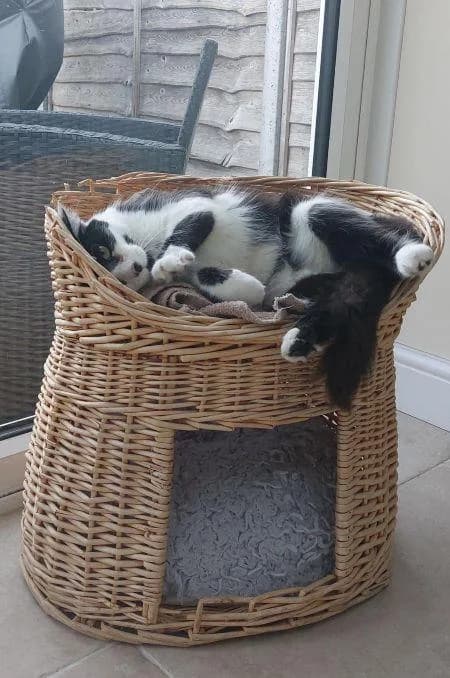 June, female young Mixed Breed Cat for adoption at National Animal Welfare Trust, Watford