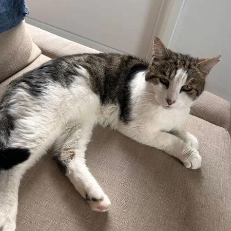 Rusty (with Nelly), male senior Mixed Breed Cat for adoption at National Animal Welfare Trust, Watford